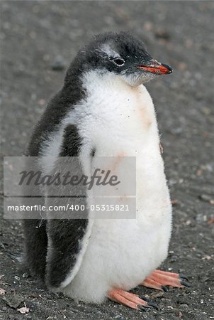 Gentoo penguin chick 9