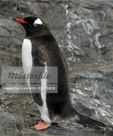 Gentoo penguin 13