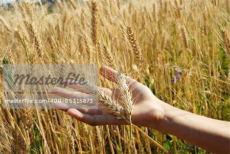 ripe wheat ears on hand on field