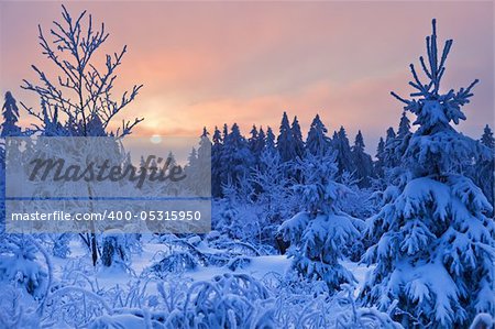 winter forest in Harz mountains, Germany at sunset