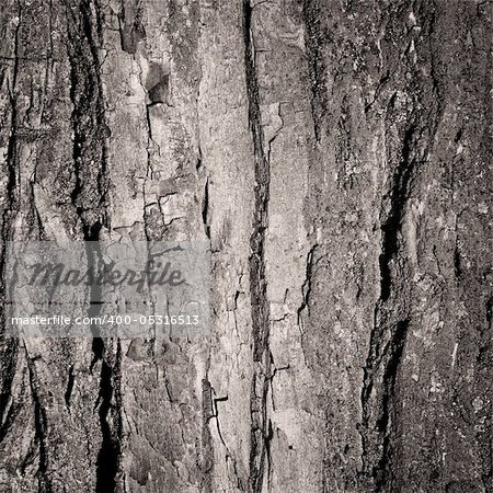 Tree bark background