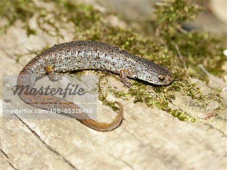 Four-toed Salamander (Hemidactylium scutatum) at Kickapoo State Park in Illinois.