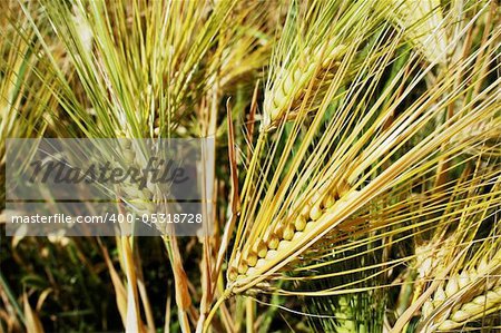 Closeup view of Tibetan wheat in the summer