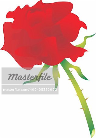 Beautiful rose on a white background. Vector Illustration