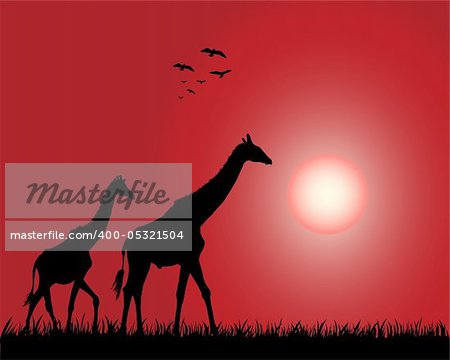 Illustration of the giraffes on the decline