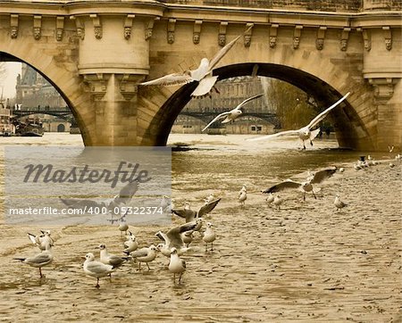 Seagull flying at the river in Paris