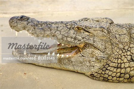 Alligator hunting in the rivers of Africa