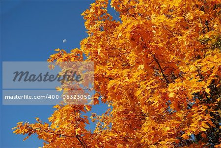 Autumn. Autumn trees with leaves of various colour.