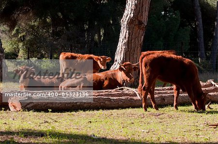 A herd of Spanish cows relaxing in the sunshine in Southern Spain