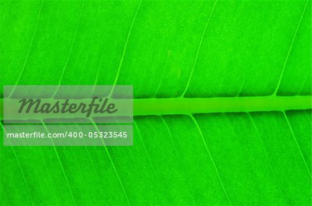 structure of leaf natural background