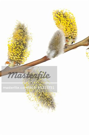 Pussy- willow in bloom on white background