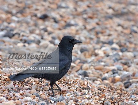 Carrion Crow on shingle of Seaford Beach