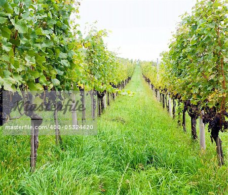 An image of a green vineyard and grass