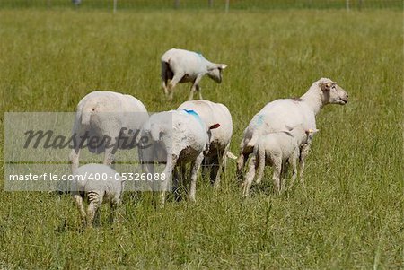 Flock of white swiss sheep standing in a field outdoors