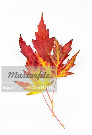 Beautiful Autumn Leaves / isolated on white