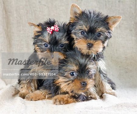 Three small Yorkshire Terrier puppies