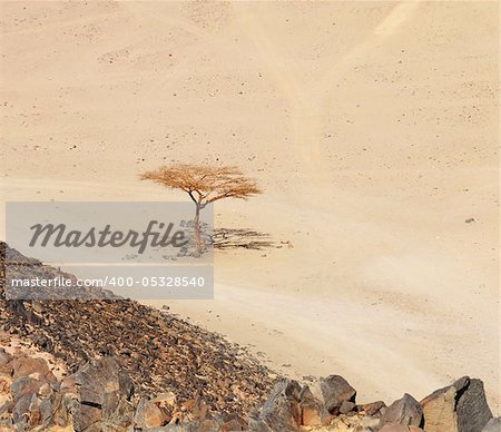 lonely dry tree  in Sahara desert near Hurghada, Egypt