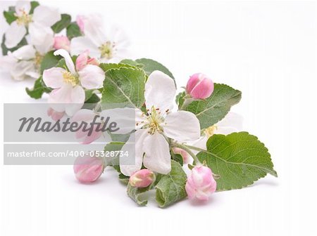 flowers of apple-tree  isolated on a white background