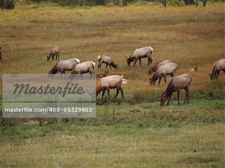 Herd of elk grazing in Rocky Mountain National Park.