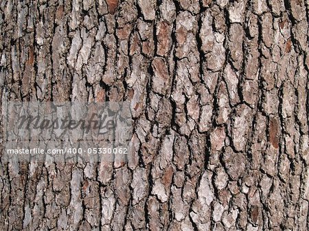 Close-up of bark on a tree trunk.