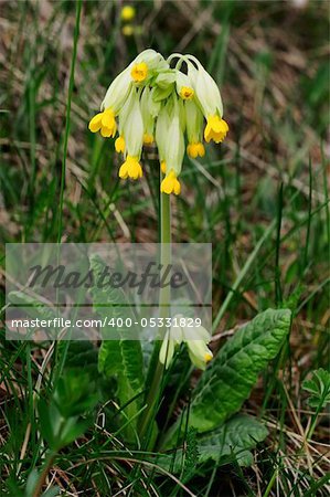 Blossom a primula veris on a meadow