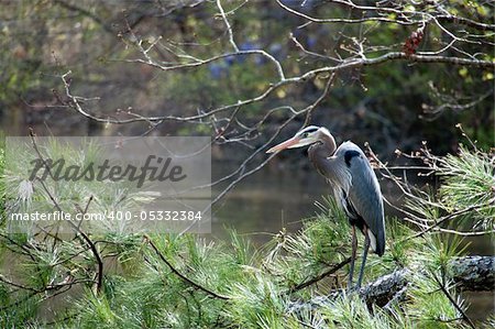A large Blue Heron bird roosting on a tree branch