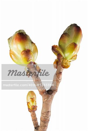 Chestnut leaf buds