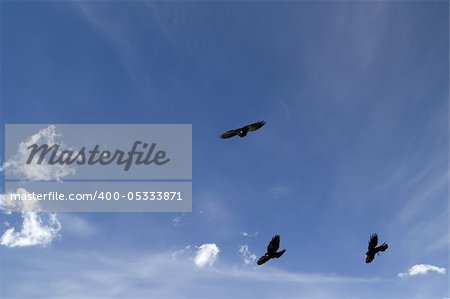 Alpine Chough (Pyrrhocorax graculus) flying against blue sky