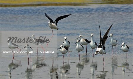 knights of italy birds team on the lake surface