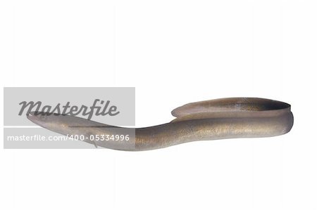 long eel on a white background