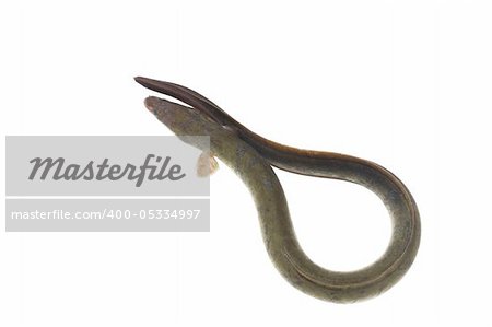 long eel on white background
