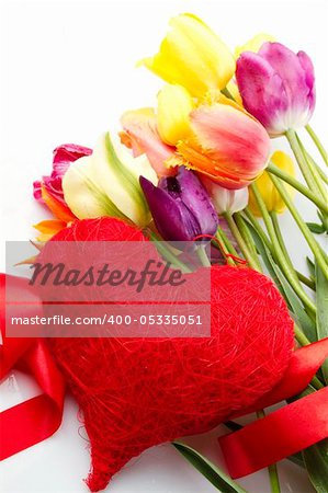 Lovely spring colored tulips with water drops lie in the bouquet in the foreground of the red heart. Isolated