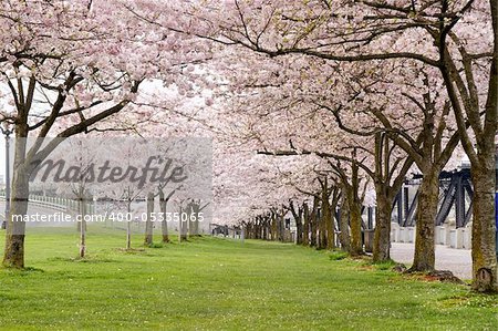 Cherry Blossom Trees in Waterfront Park Portland Oregon