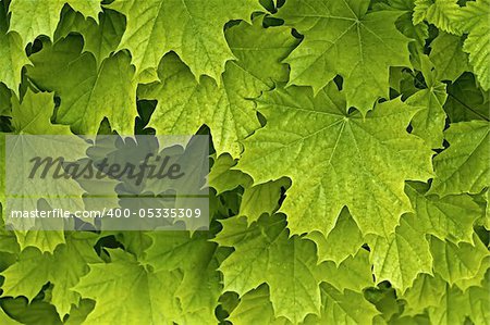 Young delicate leaves of maple in the spring season