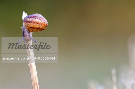 Snail Garden snail crawling on a stem