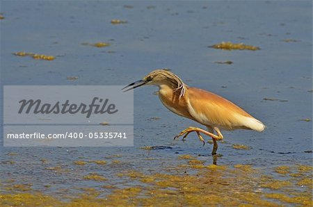 red heron on the lake surface