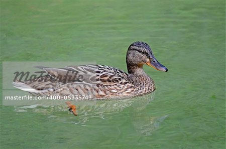 a wild female duck rest on the lake surface