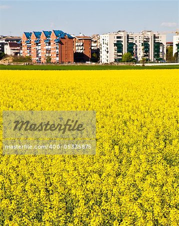 Field of yellow flowers in spring season close to the border of the city