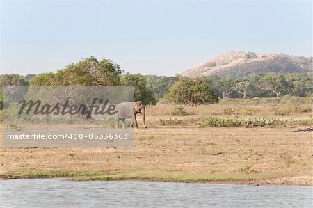 Large Wild Male Elephant in national park; Sri Lanka