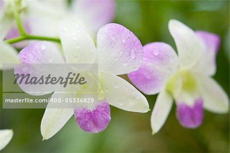 Selection beautiful orchid on blur background. Selective focus.