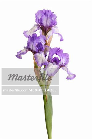 Stem of three purple and white plicata flowers of bearded iris (Iris germanica) isolated against a white background