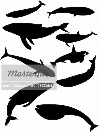 collection of whales silhouette - vector