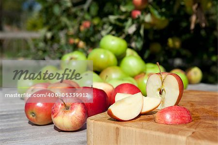 Freshly picked apples in an orchard setting