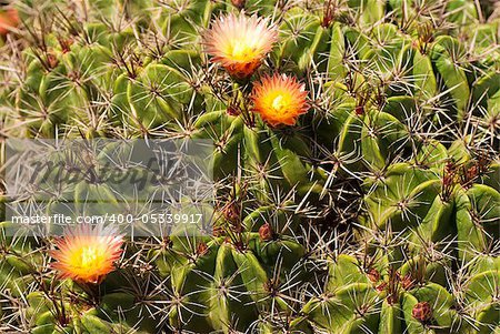 Closeup of  fine cactus species in warm sunlight