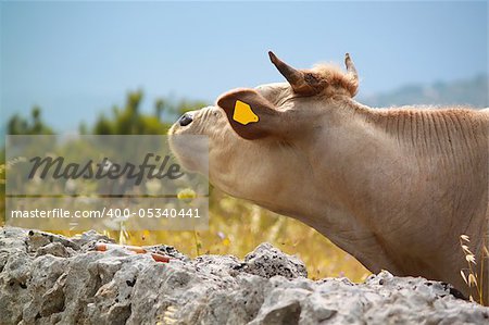 Photo of white cow on meadow