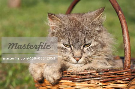 furry cat is resting in the basket