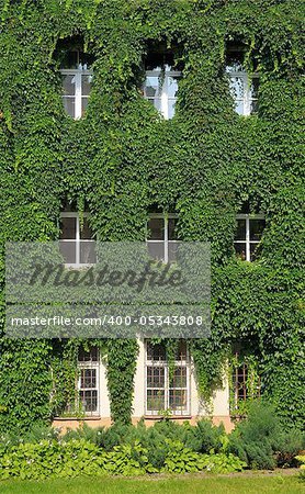 House wall twined wild grapes. Ancient house in Vilnius, Lithuania