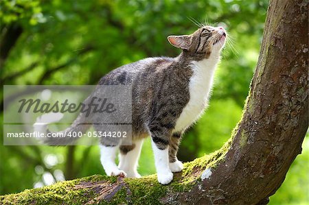 Hunting cat on a tree