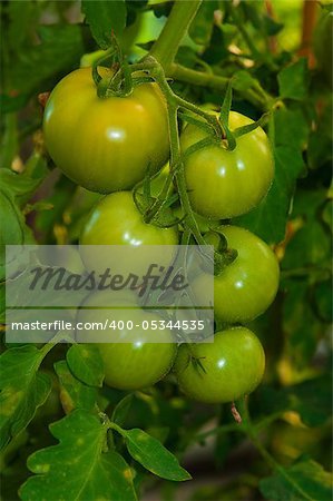 green tomatoes growing on the branches in garden