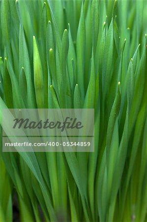 Closeup view of fresh green grass in spring